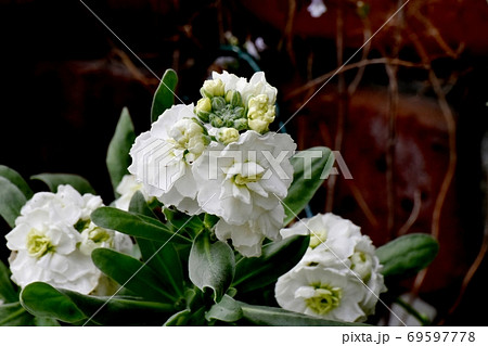 三鷹中原に咲く白いストック 69597778