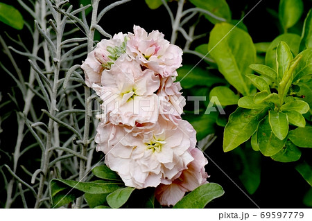 三鷹中原に咲く淡いピンクのストック 69597779