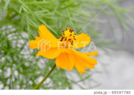 三鷹中原に咲くオレンジ色のキバナコスモスの花 69597780