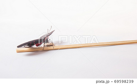 Tropical butterfly Kotzebue (Pachliopta kotzebuea) 69598239