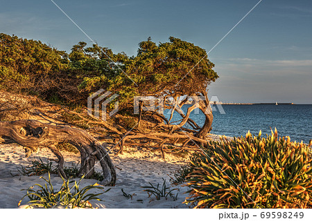Vegetation by the sea in Alghero 69598249