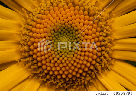 Yellow daisy is growing on spring medow close up. Yellow daisy is growing on spring medow close up. 69598799