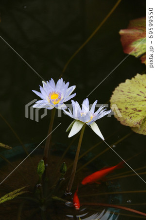 スイレンの花2 69599550