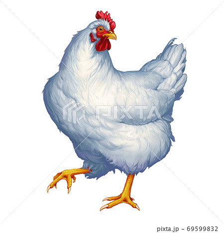 White chicken illustration realistic isolate... - Stock Illustration  [69599832] - PIXTA