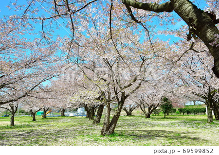 加治川治水記念公園の桜(新潟県) 加治川治水記念公園の桜(新潟県) 69599852