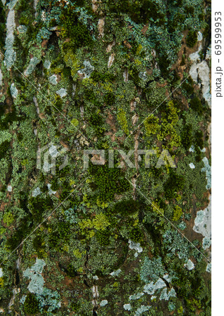 tree trunk is covered with beautiful multi-colored moss 69599953