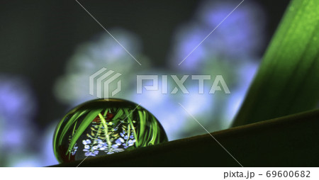 水滴の中に映る青い花 69600682