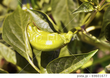 Green chilli pepper close up 69601677