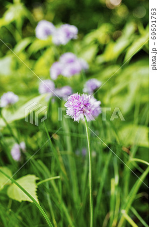 Chive flowers Chive flowers 69601763