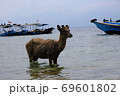 A young brown deer stands in the ocean. Behind it are tourist boats. 69601802
