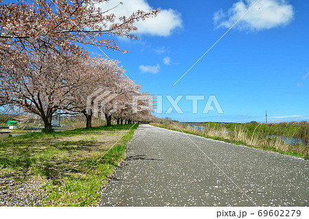 加治川治水記念公園の桜(新潟県) 加治川治水記念公園の桜(新潟県) 69602279