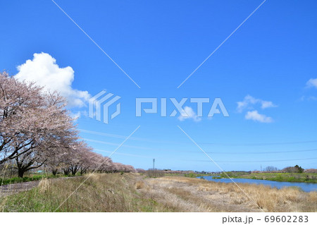 加治川治水記念公園の桜(新潟県) 加治川治水記念公園の桜(新潟県) 69602283