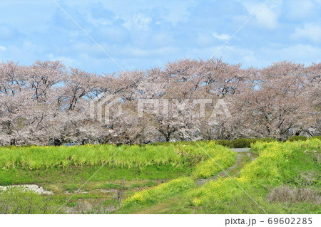加治川治水記念公園の桜（新潟県） 69602285