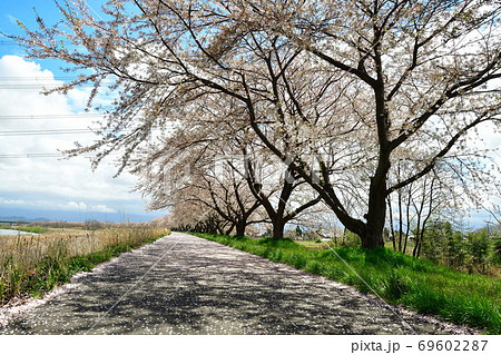 加治川治水記念公園の桜（新潟県） 69602287