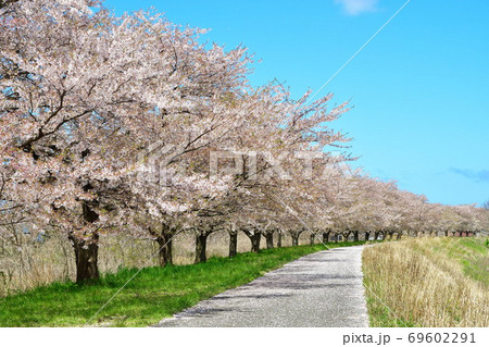 加治川治水記念公園の桜（新潟県） 69602291