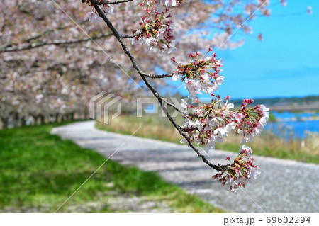 加治川治水記念公園の桜(新潟県) 加治川治水記念公園の桜(新潟県) 69602294