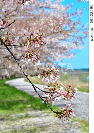 加治川治水記念公園の桜（新潟県） 69602296