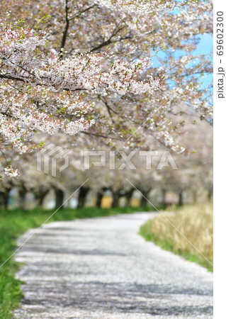 加治川治水記念公園の桜（新潟県） 69602300