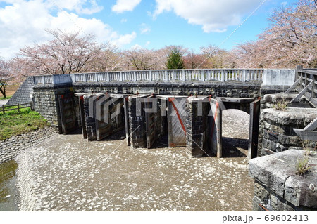 加治川治水記念公園の桜（新潟県） 69602413