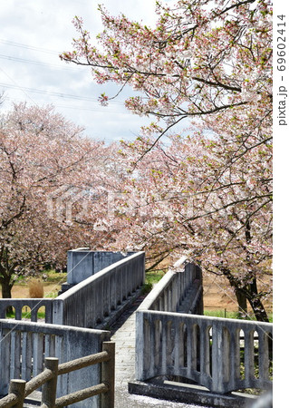 加治川治水記念公園の桜（新潟県） 69602414