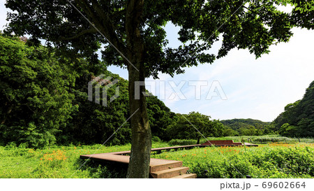 首都圏の貴重な自然の残る湘南三浦半島小網代の森の夏 首都圏の貴重な自然の残る湘南三浦半島小網代の森の夏 69602664