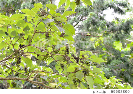 ブドウのような果実 69602800