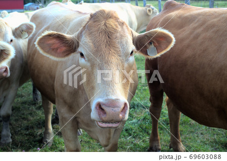 cow face close-up dairy farm agriculture bovine animal portrait 69603088