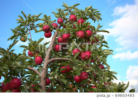 red organic apples in tree orchard nature fruits harvest 69603483