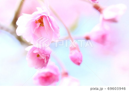 八重紅枝垂 枝垂れ桜 明るい青空背景 八重紅枝垂 枝垂れ桜 明るい青空背景 69603946