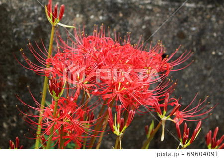 群生する彼岸花 群生する彼岸花 69604091