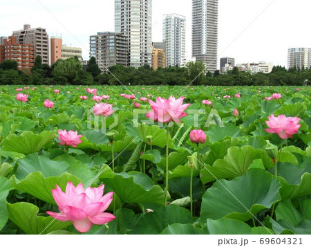 上野公園 不忍池の蓮の写真素材