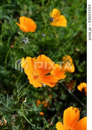 パリに咲くカリフォルニアポピー 69604504