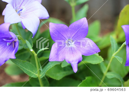 キキョウの花 キキョウの花 69604563