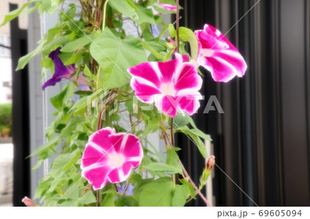 夏の花:あさがお:庭の花壇 :早朝の青空 夏の花:あさがお:庭の花壇 :早朝の青空 69605094