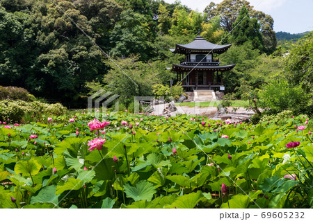 勧修寺のハスの花 69605232