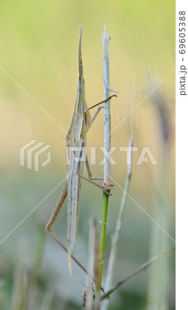 beige colored toothpick grasshopper resting on grass beige colored toothpick grasshopper resting on grass 69605388