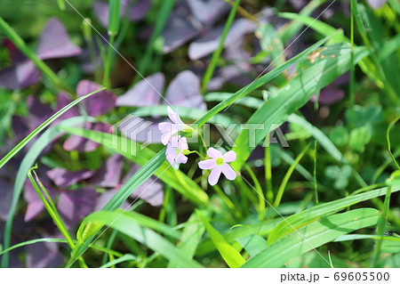 オキザリスの花 69605500