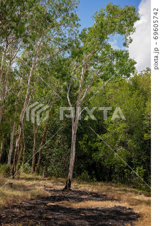 Hazard Reduction Bush Burning 69605742