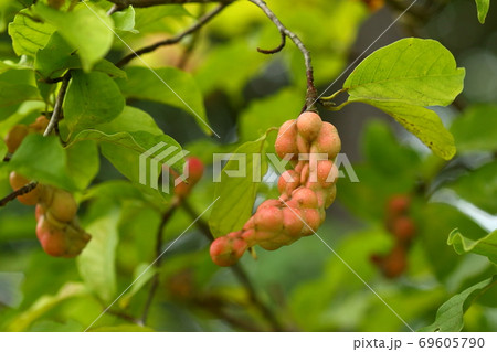 自然　植物　コブシ、薄く色づく九月の果実。遠目からは枝の其処ここに花が咲いたようにも見えます 69605790
