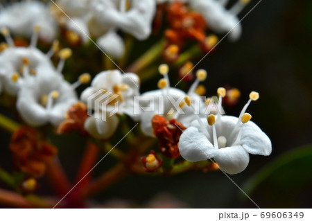 白い小さな花の集合体の写真素材