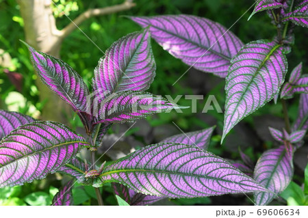 7月　調布569ウスムラサキ･クマツヅラ科･京王フローラルガーデンアンジュ 69606634