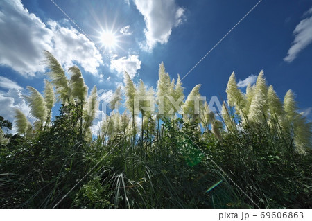 秋の陽光を浴びるパンパスグラス（シロガネヨシ）9月 69606863