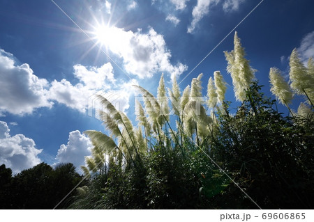 秋の日ざしに照らされるパンパスグラス（シロガネヨシ） 69606865
