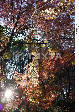 紅葉 69606933