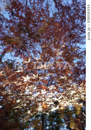 紅葉 69606934