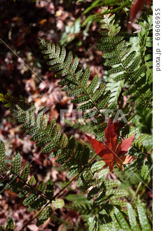 紅葉 紅葉 69606955