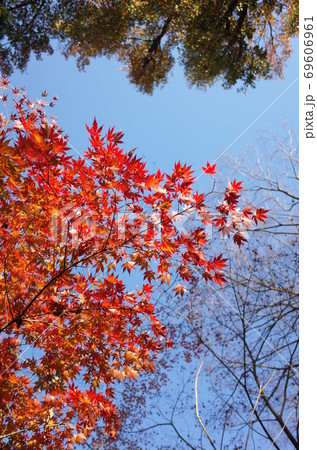 紅葉 紅葉 69606961