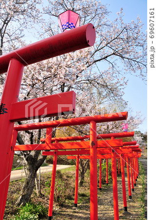 丸高稲荷神社と桜 丸高稲荷神社と桜 69607161