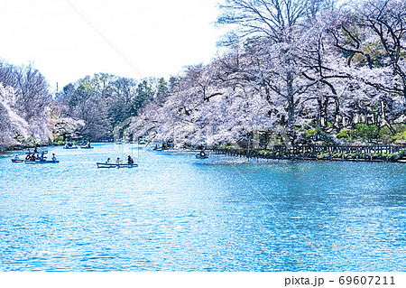 満開の桜と池のボート【色鉛筆】 満開の桜と池のボート【色鉛筆】 69607211