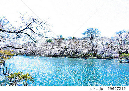 満開の桜と池のボート 色鉛筆 のイラスト素材